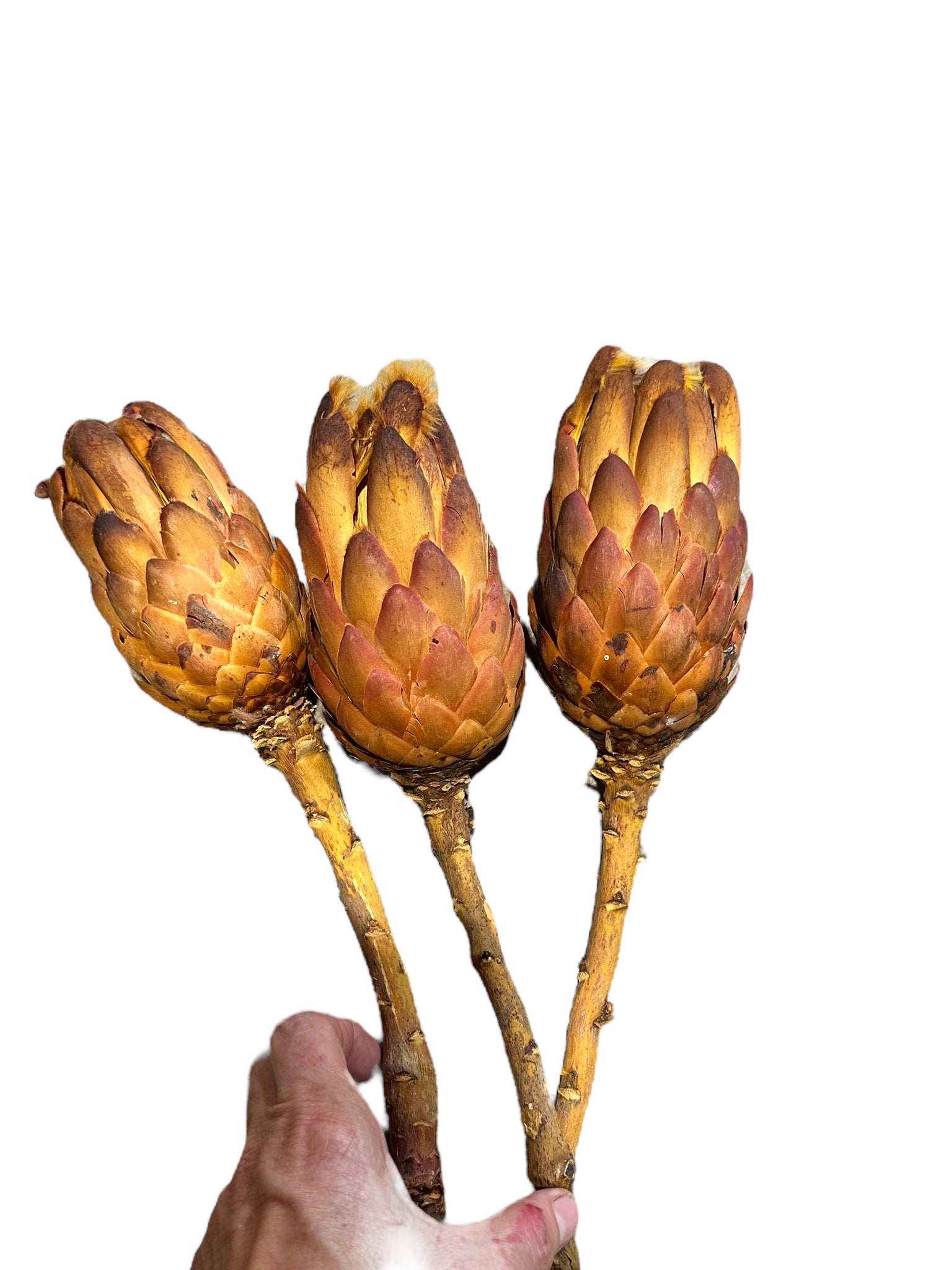 Protea Grandiceps - Dried - Single Stem - Terracotta Orange