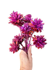 Verticordia Plumosum - Pink Purple - Stem with 3 Heads