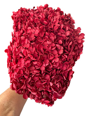 Hydrangea - Crimson Red