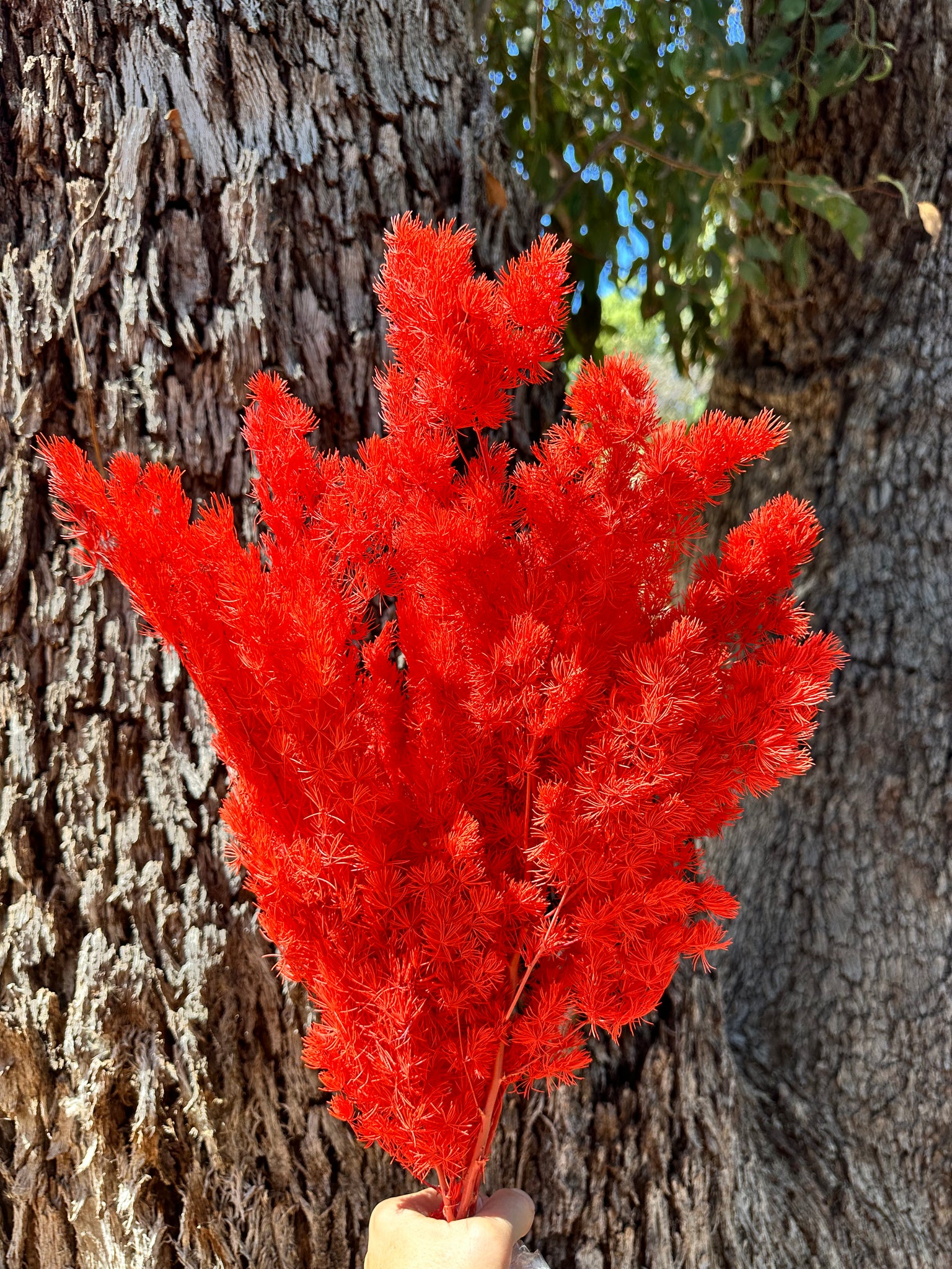 Ming Fern - Firey Red