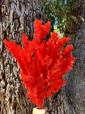 Ming Fern - Firey Red