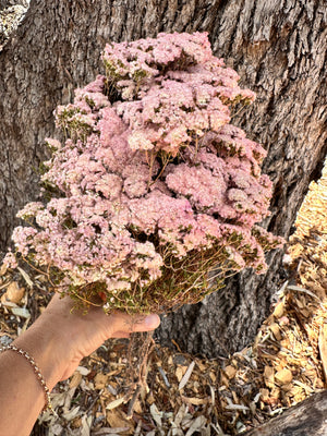 Brownii/Verticordia PRESERVED - Pink Blush