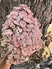 Brownii/Verticordia PRESERVED - Pink Blush