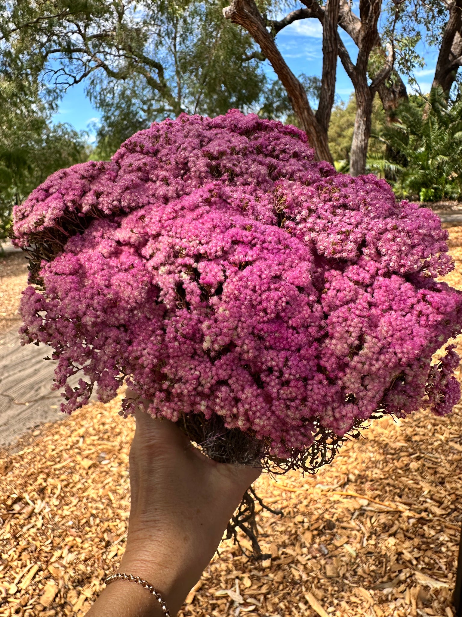 Brownii/Verticordia PRESERVED - Magenta Pink