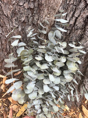 Gum - Eucalyptus - Silver Dollar - DRIED (sorry no shipping - see description)