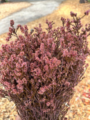 Scholtzia Flower - Preserved - Softer Pink