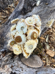 Everlastings/Straw Flowers - Ivory Whites