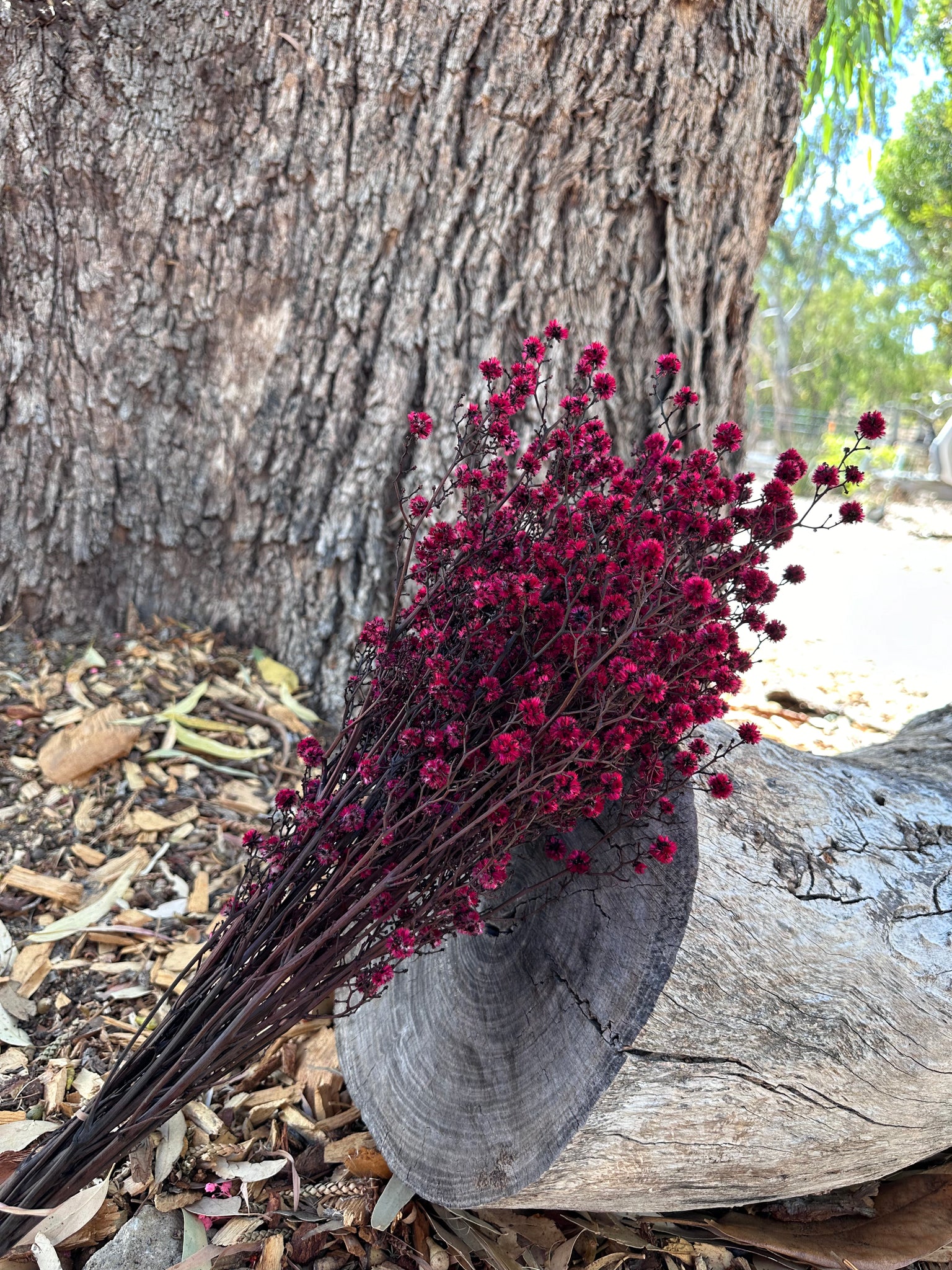 Stirlingia Flower - PRESERVED - Red