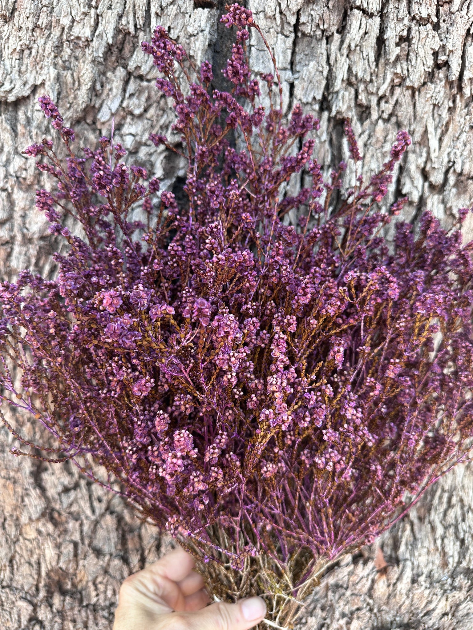 Scholtzia Flower - Preserved - Plum Purple