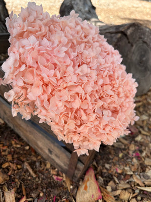 Hydrangea -  Soft Peachy Pink Tones