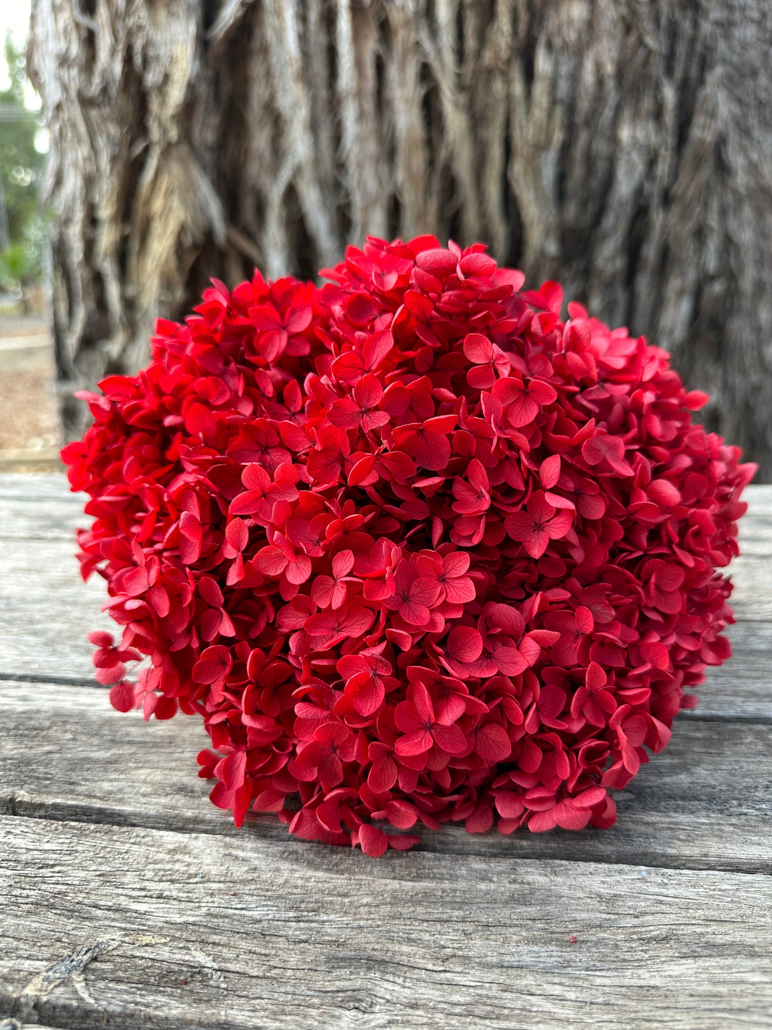 Hydrangea - Ruby Red