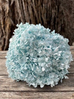 Hydrangea - Soft Minty Blue Tones