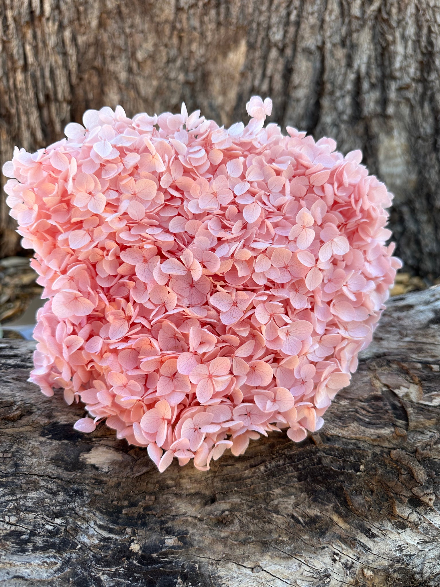 Hydrangea -  Soft Cherry Blossom Pink