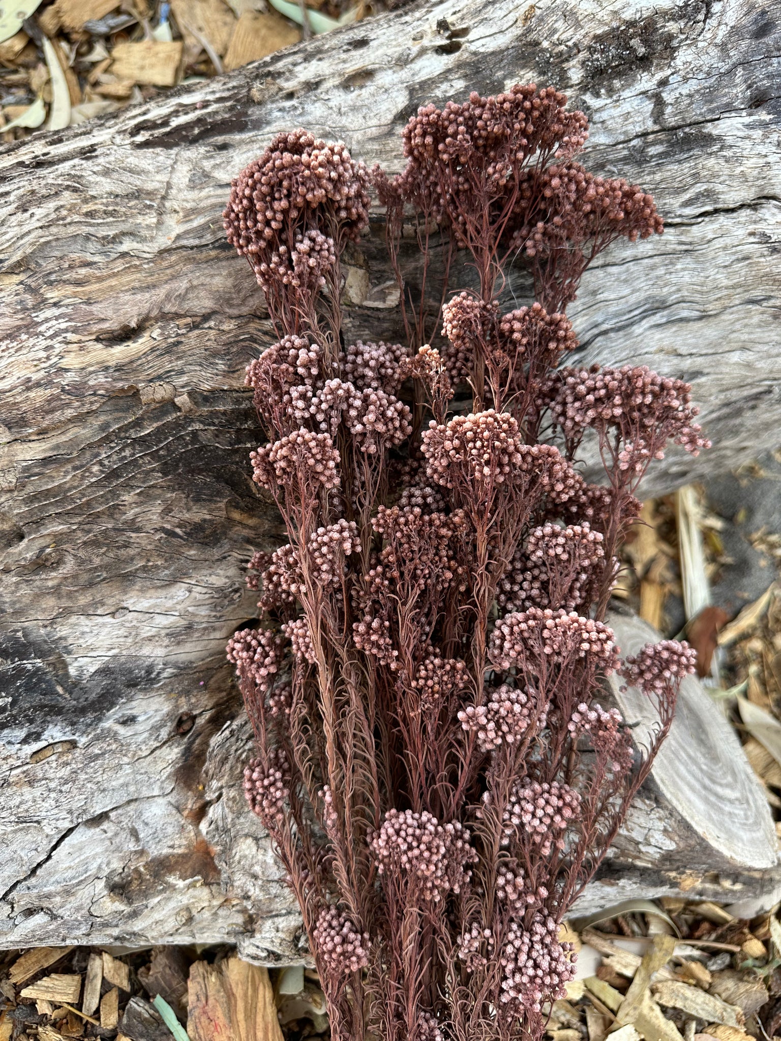 Rice flower - Milk Chocolate Brown