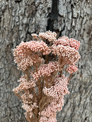 Rice flower - Nudie Pink Tones / Natural stems