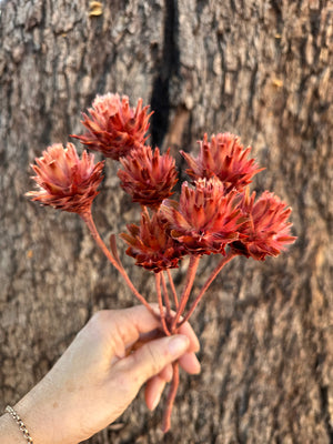 Plumosum - Soft Burnt Rose - Small 5 Heads