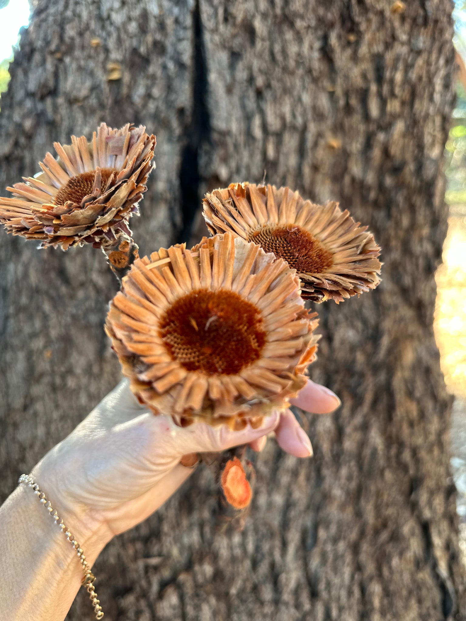 Protea Pod Rosettes - Large Cut Head - 1 Stem