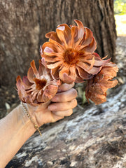 Protea Sulphura - 1 stem