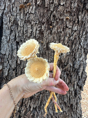 Protea Pod Rosette - Bleached White - 1 stem