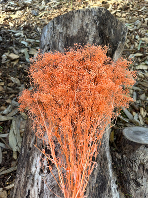 Baby’s Breath/Japanese - Pastel Orange