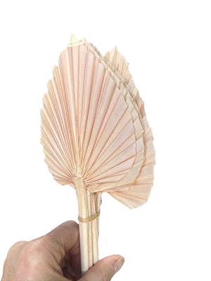 The Bargain Corner - Palm - Thin Stem Spear - Champagne - 1 Stem