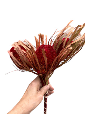 Banksia Hookeriana - Red -Small head and stems