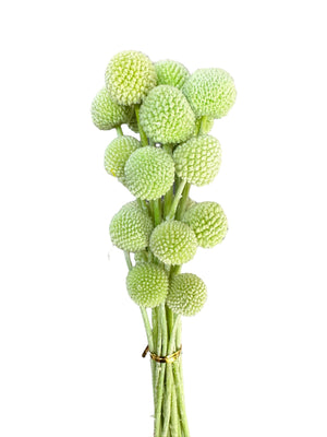 Billy Buttons  - Soft Lime Green