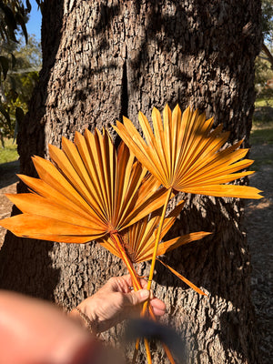 Palm - Sun Palms - Burnt Orange - 30-35 cm - 1 Stem