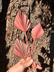 Palm - Mini Spear - Dusty Pink - 5-7 cm - 1 stem