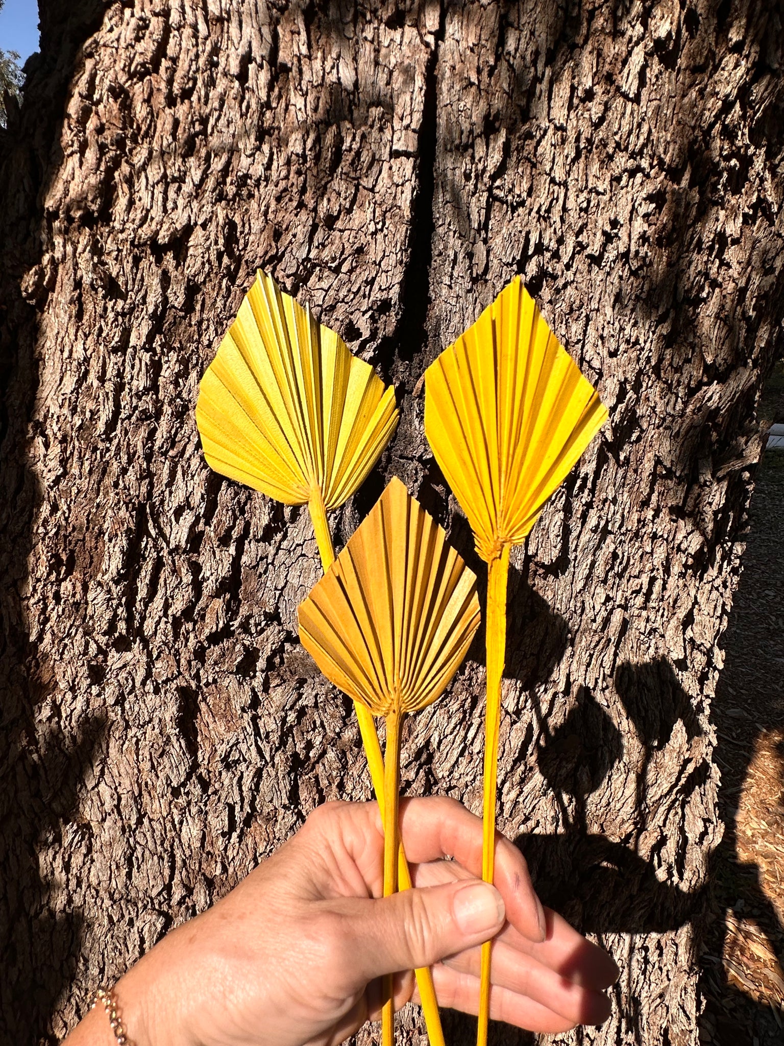 Palm - Mini Spear - Mustard Yellow - 5-7 cm - 1 stem