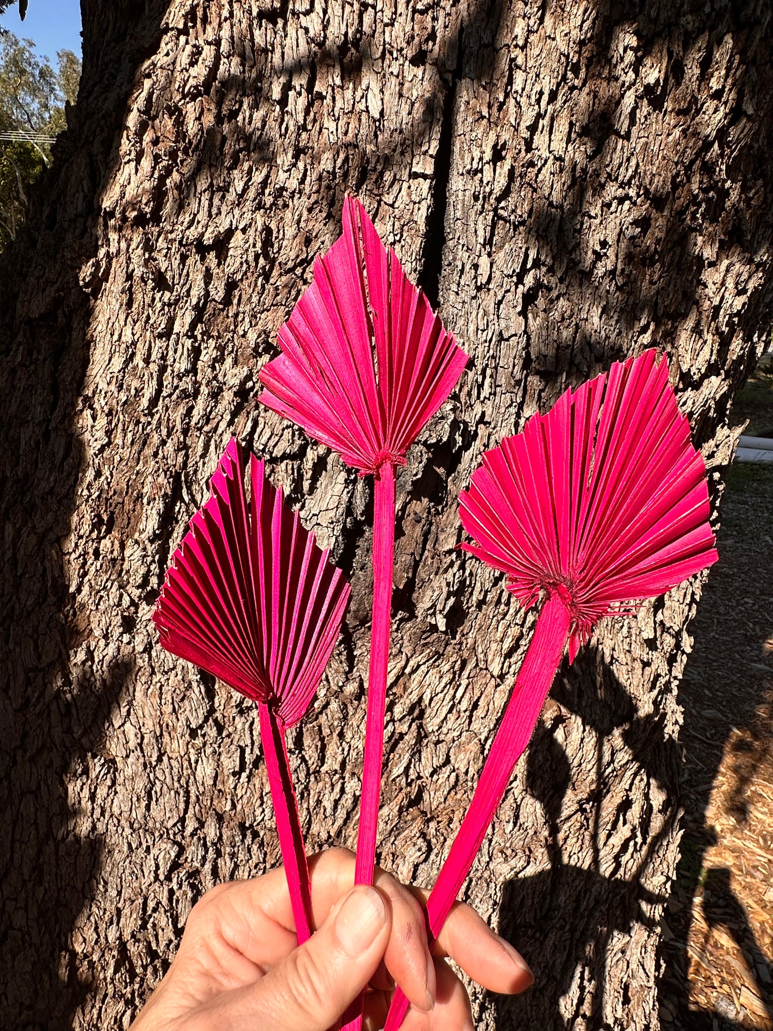 Palm - Mini Spear - Hot Pink  - 5-7 cm - 1 stem