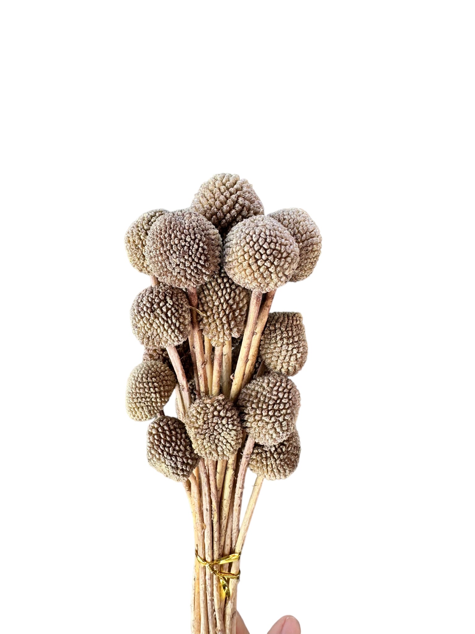 Billy Buttons - Truffle Brown