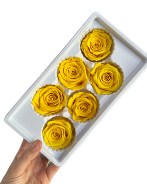 Roses Preserved - 6 pack - Canary Yellow