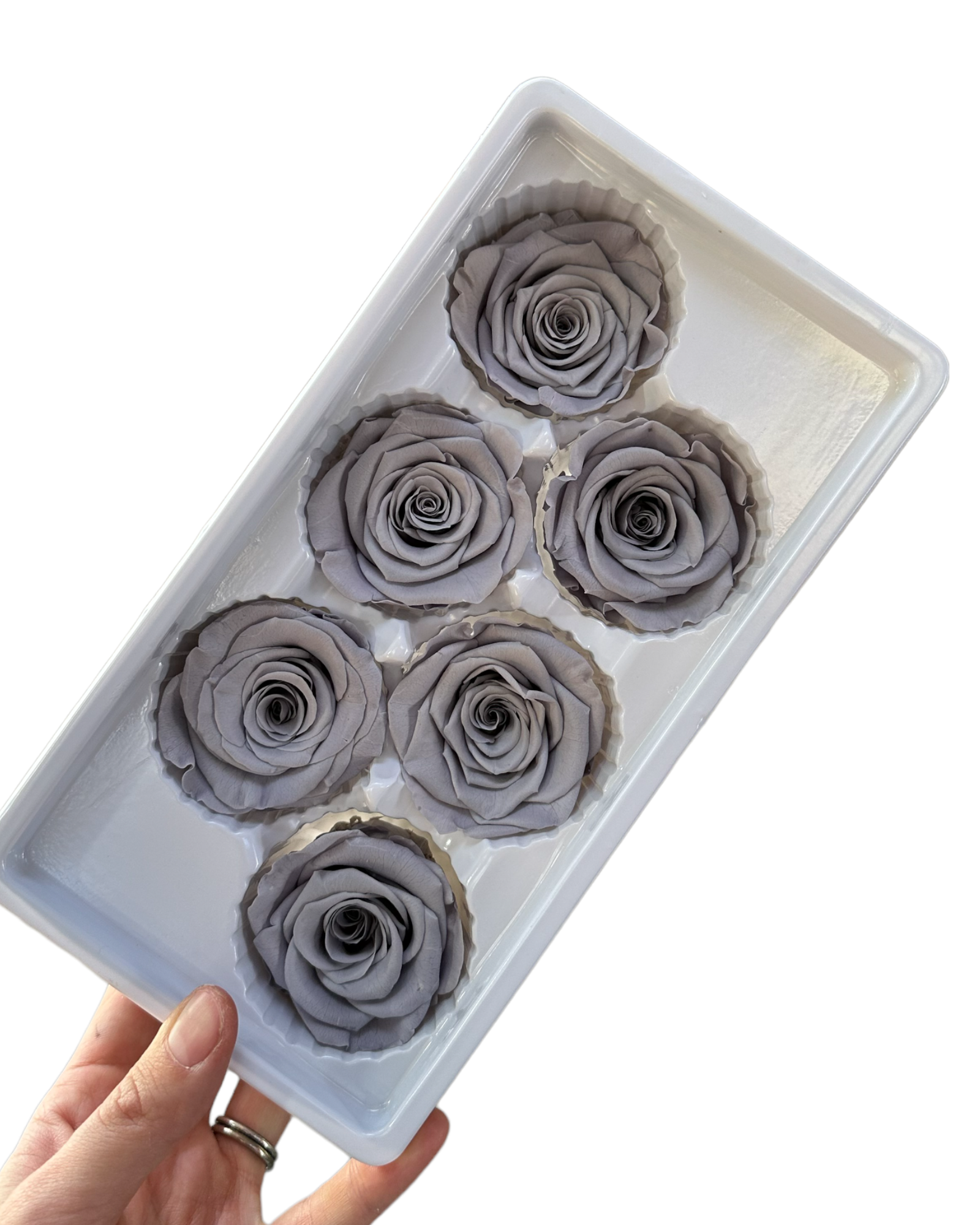 Roses Preserved - 6 pack - Grey