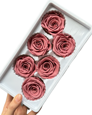 Roses Preserved - 6 pack - Dark Dusty Pink