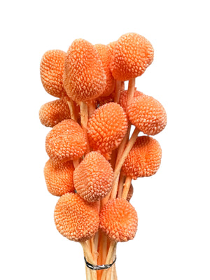 Billy Buttons - Pastel Orange