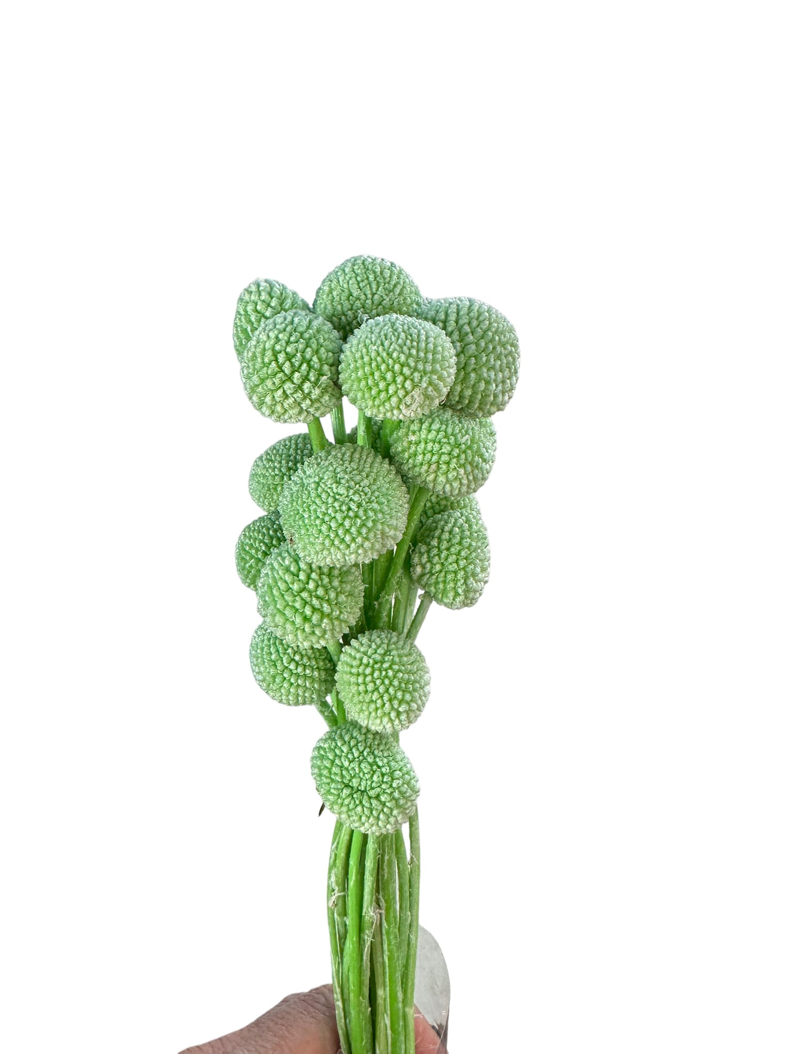 Billy Buttons  - Pastel Green