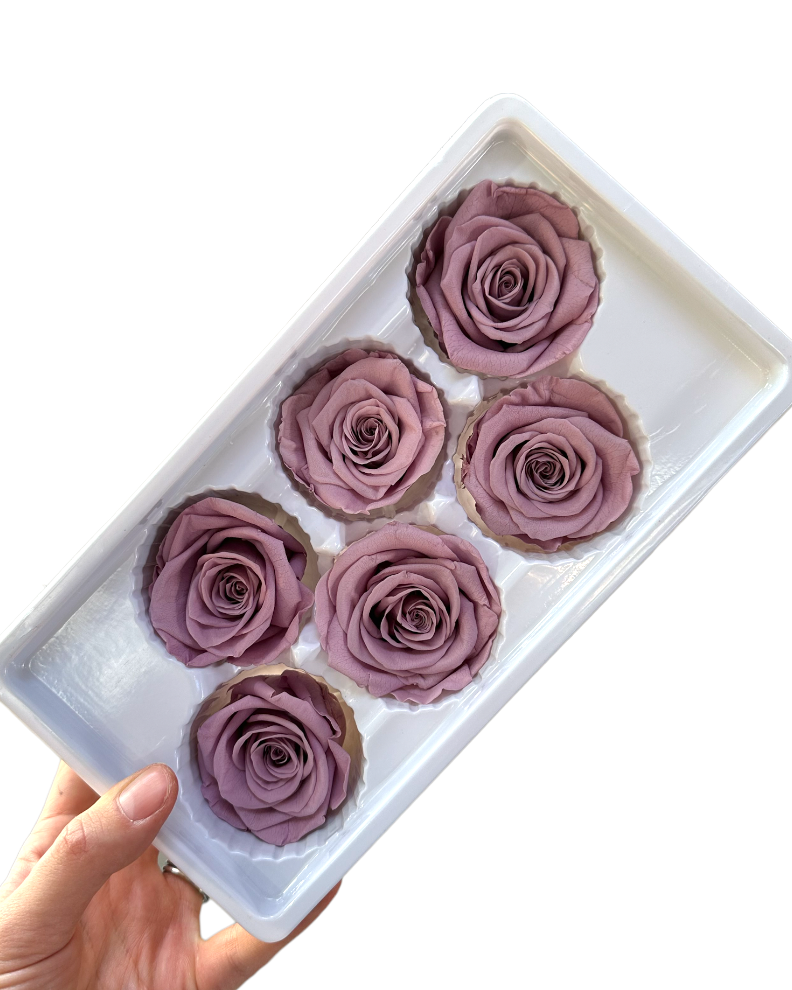 Roses Preserved - 6 pack - Dusty Pink Lilac