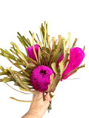 Banksia Hookeriana - Hot Pink - Bunch of 3 - MINI HEAD