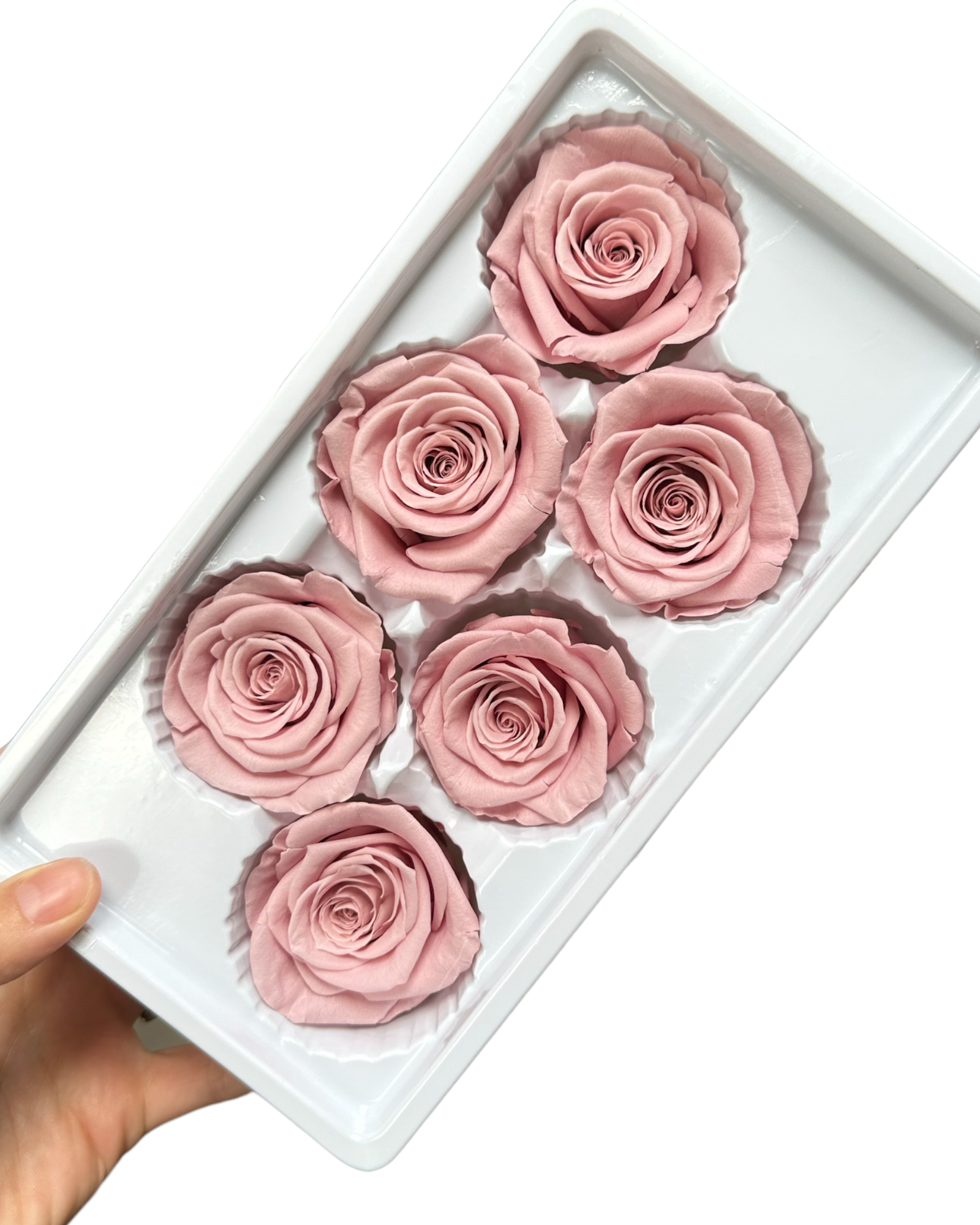 Roses Preserved - 6 pack - Pale Vintage Pink