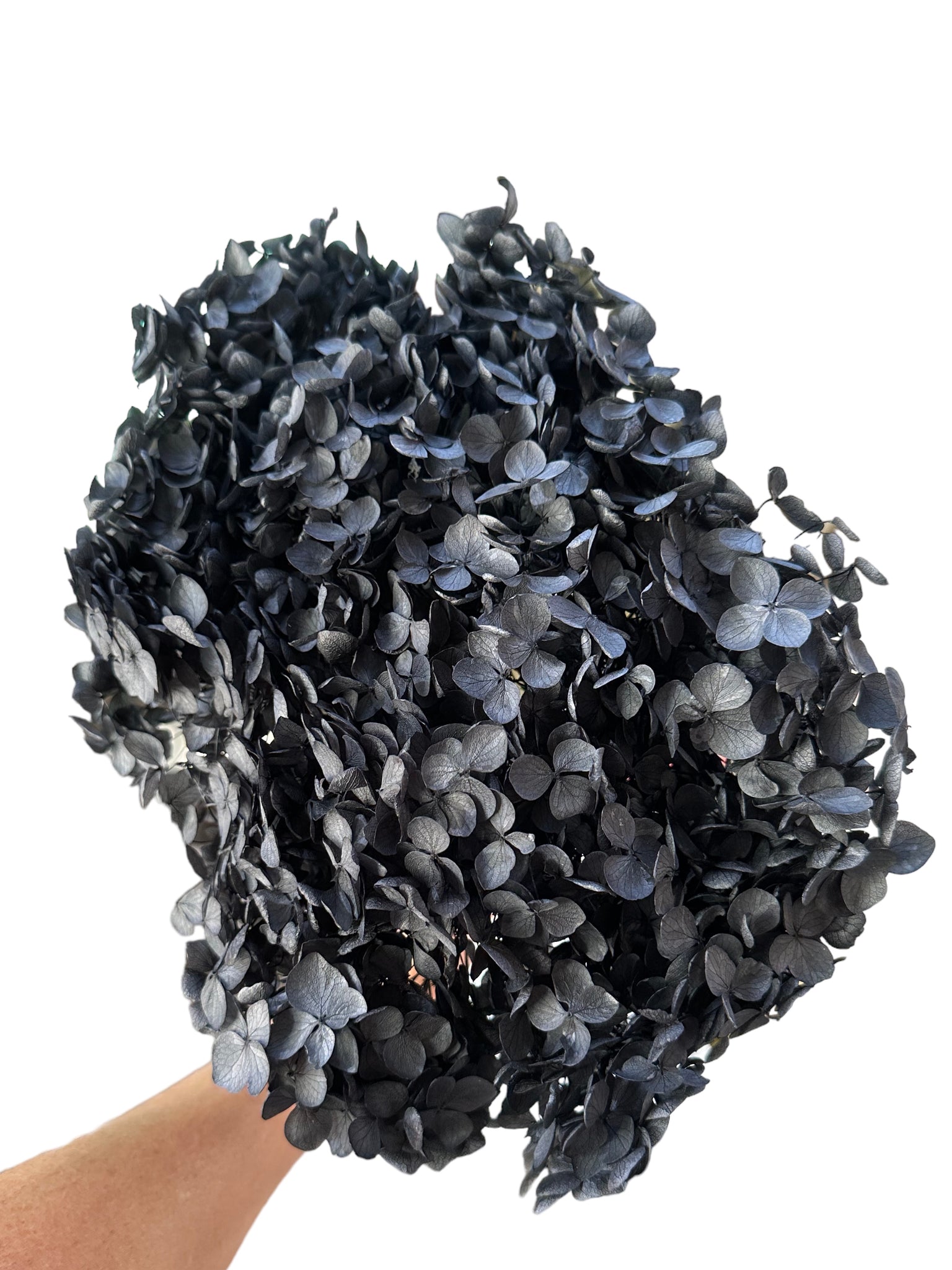 Hydrangea - Charcoal Black