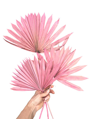 Palm - Sun Palms - Rosie Pink - 20-30cm - 1 Stem