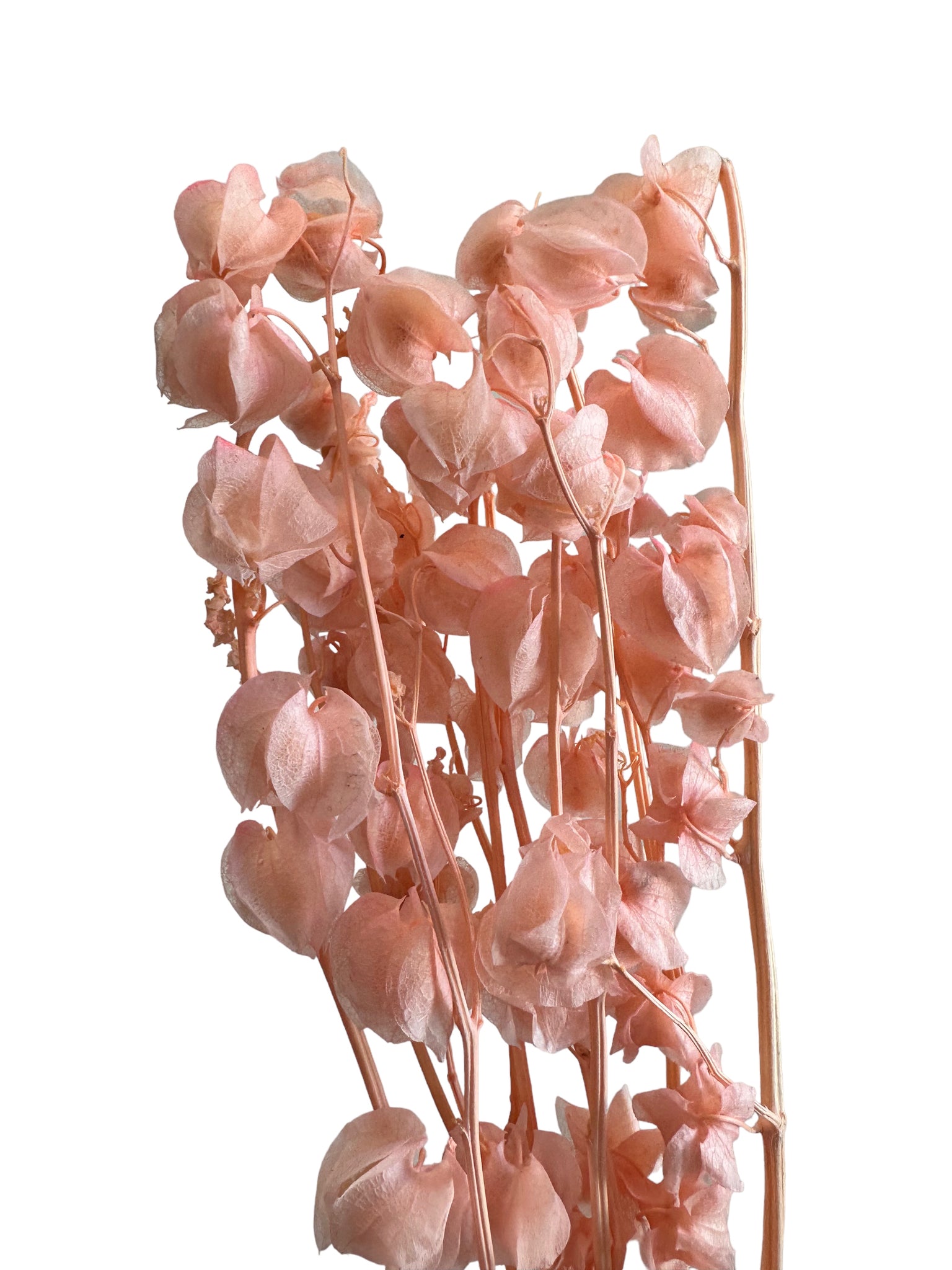 Chinese Lanterns - Peachy Pink