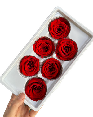 Roses Preserved - 6 pack - Ruby Red