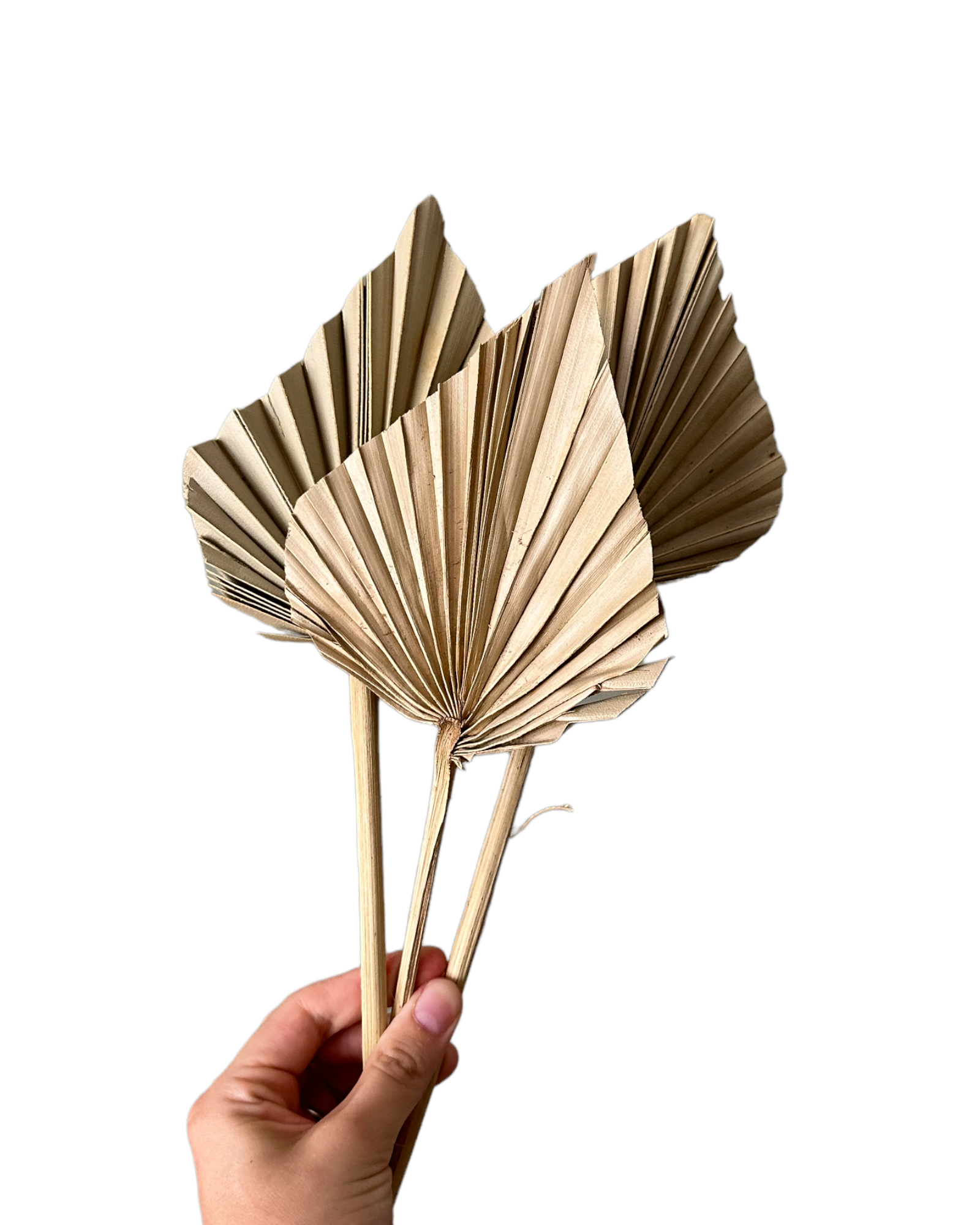 Palm  - Thin Stem Spear - Natural - 1 Stem