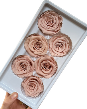 Roses Preserved - 6 pack - Nudie Pink