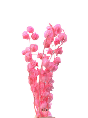 Chinese Lanterns - Candy Pink