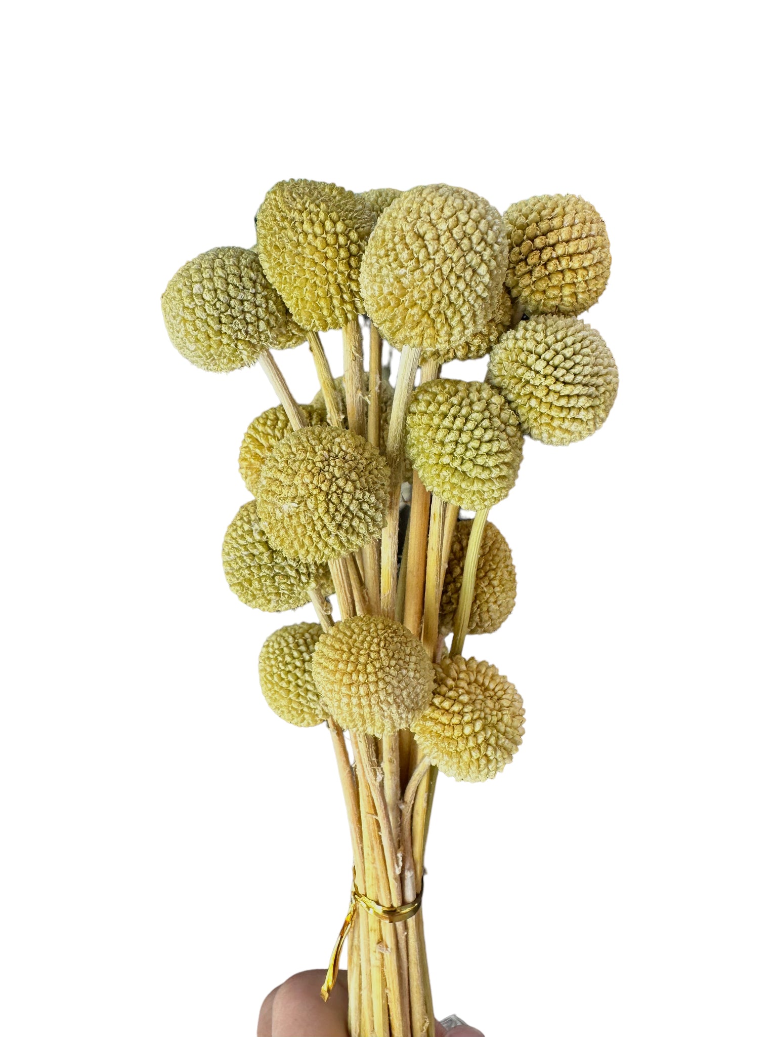 Billy Buttons  - Avocado Green