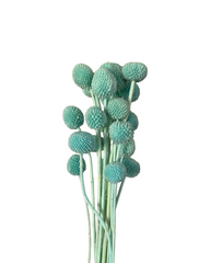 Billy Buttons - Soft Pastel Turquoise Green