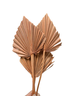 Palm - Thin Stem Spear - Cinnamon Brown - 1 Stem